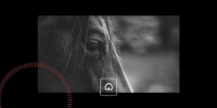 Votre cheval perçoit vos émotions, mythe ou réalité ?