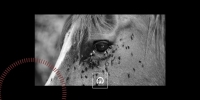Lutter contre les insectes : mon cheval ne supporte pas les mouches